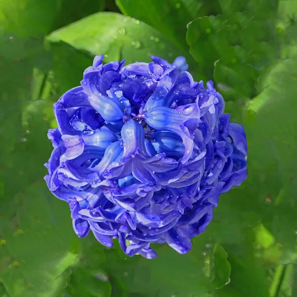 TraubenhyazintheBlauvObenSOLOV5FINFINFINQUADRAT.webp
