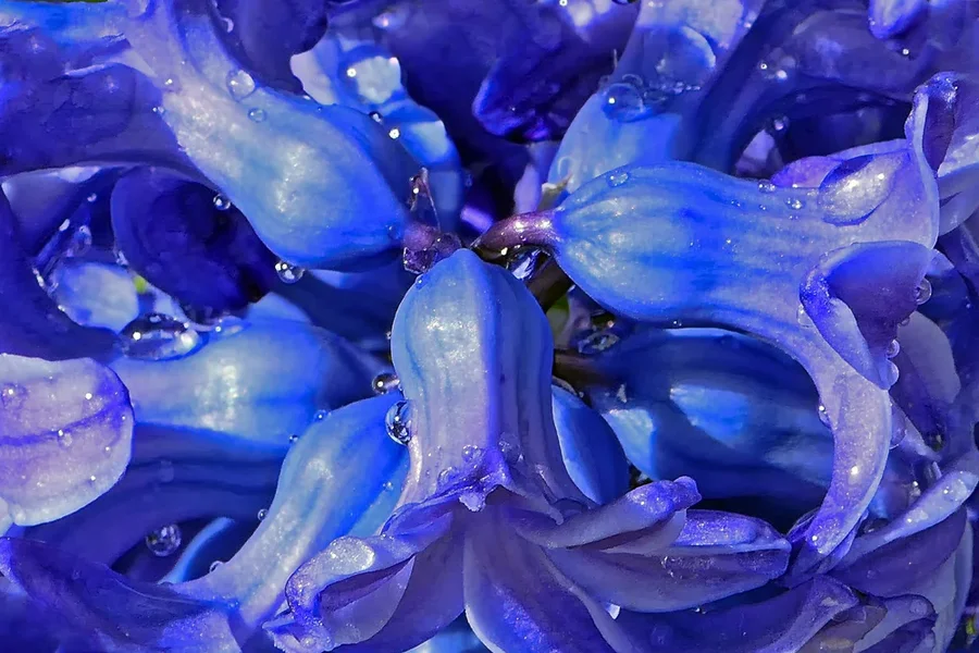 TraubenhyazintheBlauvObenSOLOV5FINFINFINAUSSCHNITTBLÜTE.webp
