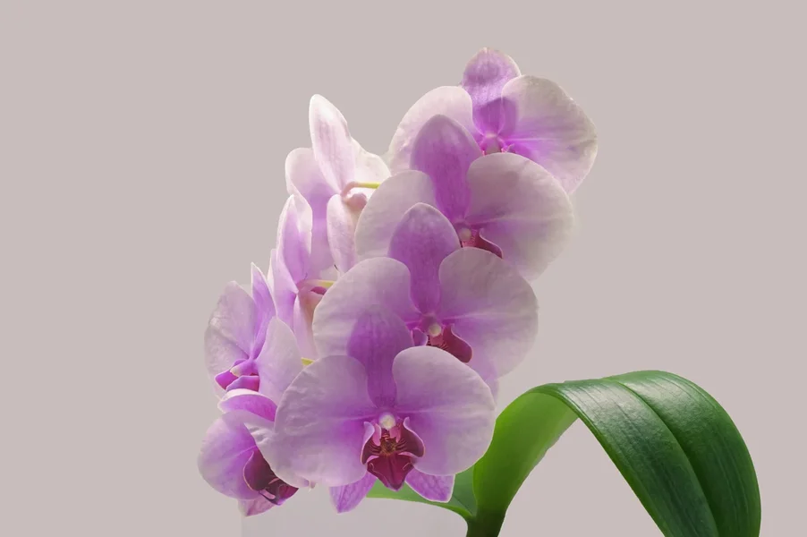 OrchideenROSArRispemBlattHGROSASL3Si105Mac2EXT.webp