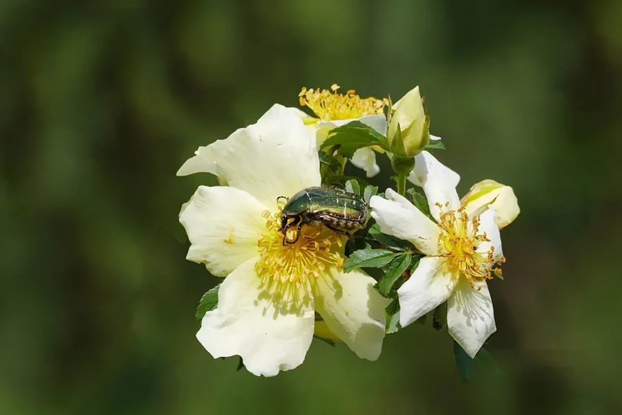 RosenkäferaufweisserRoseSL3Si100400.webp