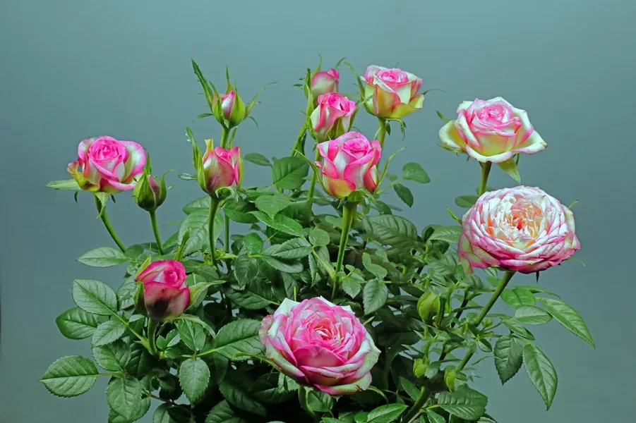 RosenstockdaheimSL32490.webp