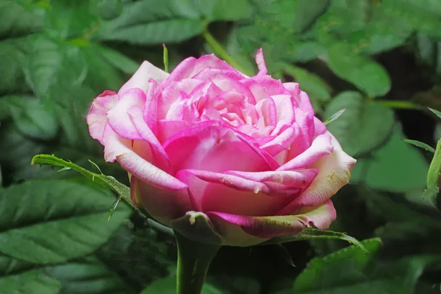 RosenstockEoseSOLOBlätternSL3Si105Mac2EXT.webp