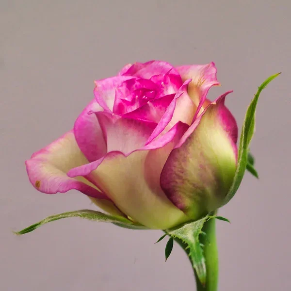 RosenstockRoseSOLOaufROSASL3Si105Mac2EXTQUADRAT.webp