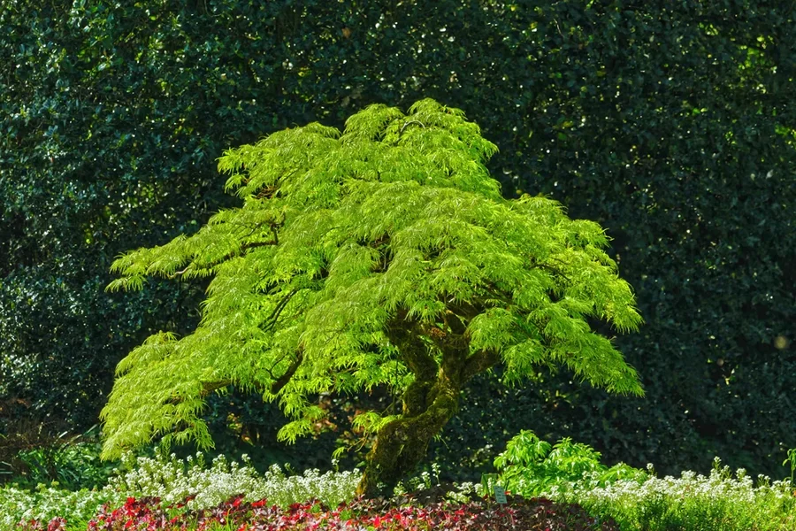 BaumgrünGROSSBonsaiBGSL3SSi100400.webp