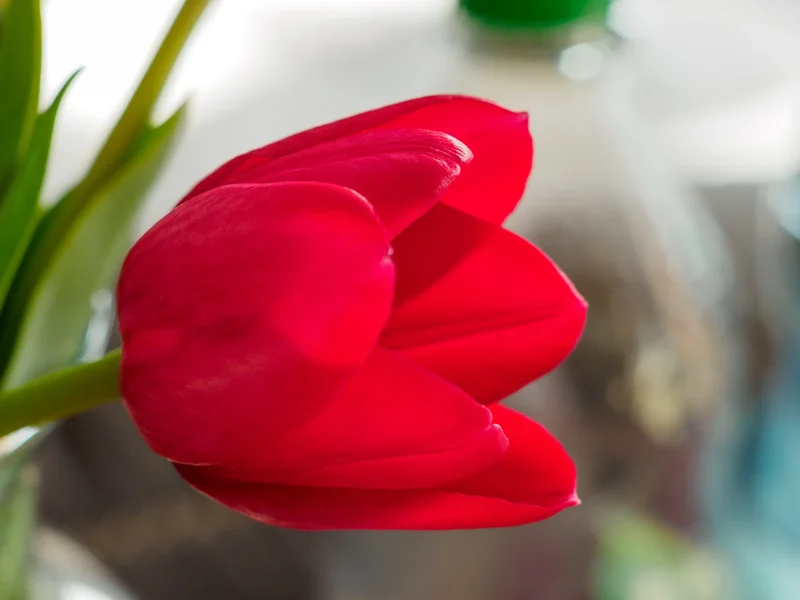 Rote Tulpe-2.webp