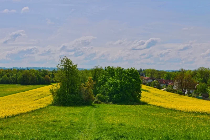 Feld2RapssymmetrischV5.webp
