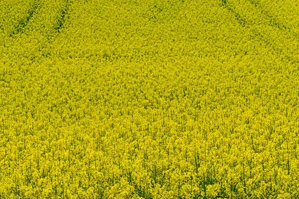 FeldRapsnurRapsGelbüberGelbV5.webp