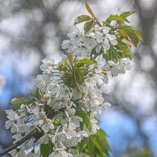 DSC_2156.webp