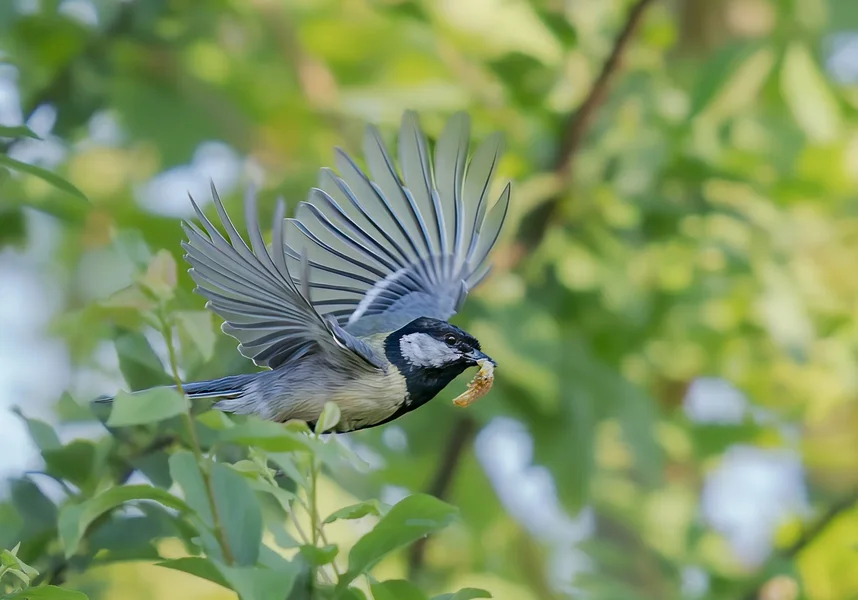 Versorgungsflug.webp