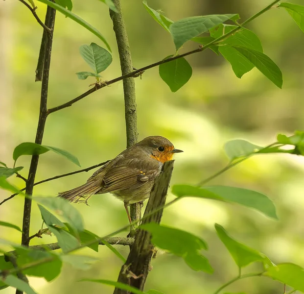 Robin im Wald.webp