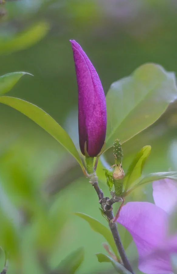 Magnolienknospe Stack 7 korrigiert DSC_2573.webp