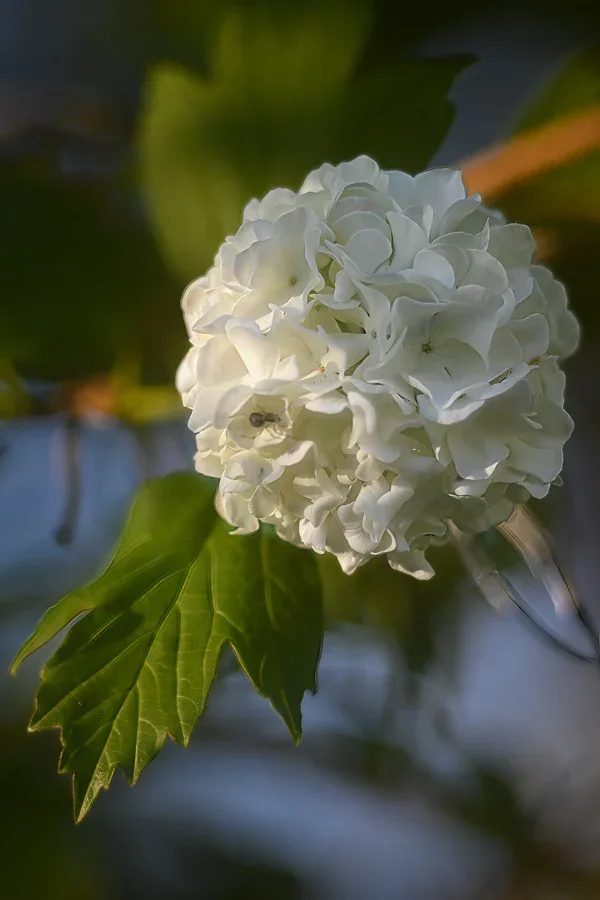 Schneeballblüte Topaz super Focus DSC_2668.webp