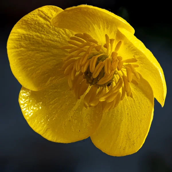 Hahnenfußblüte 2 (C,S4) 45DSC_2780.webp