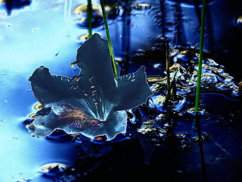 IMGP2270_Nik_DxO.jpg