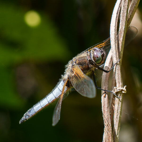 ci_A7405843.jpg