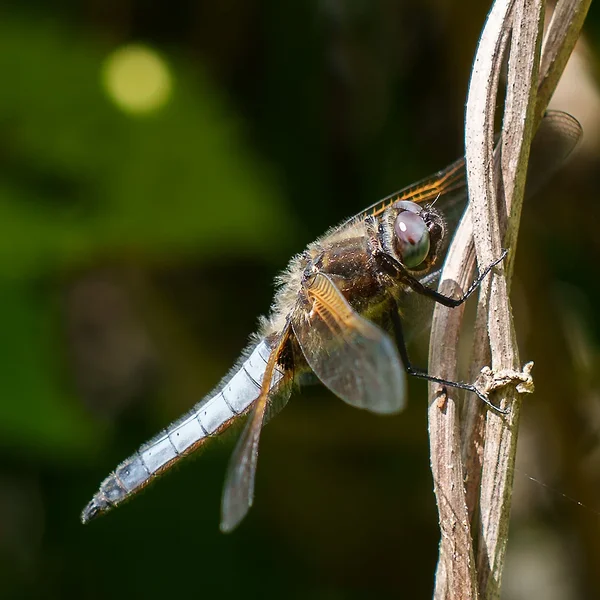 ci_A7405843.webp