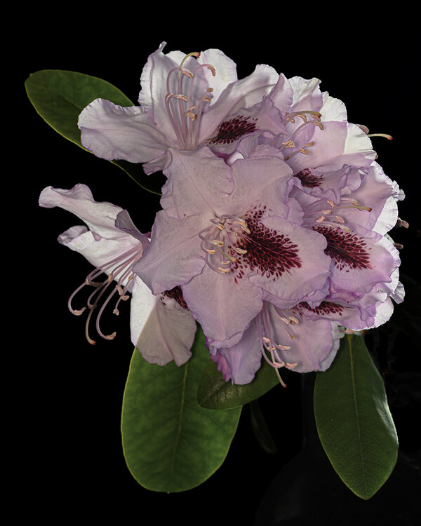 Rhododendron DSC_4367.jpg