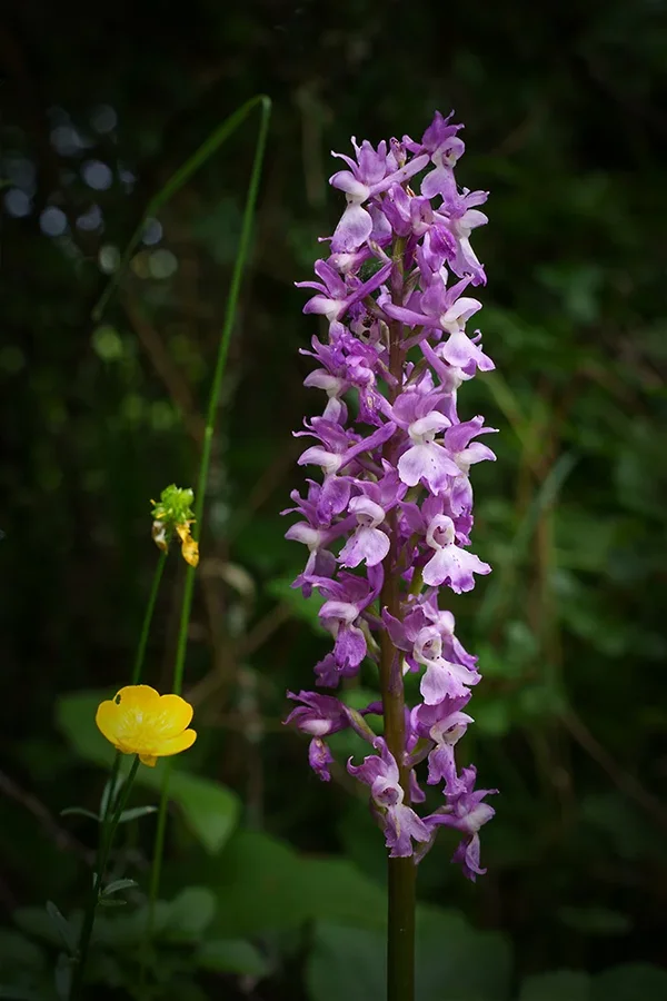 ci_A7405849_cep.webp