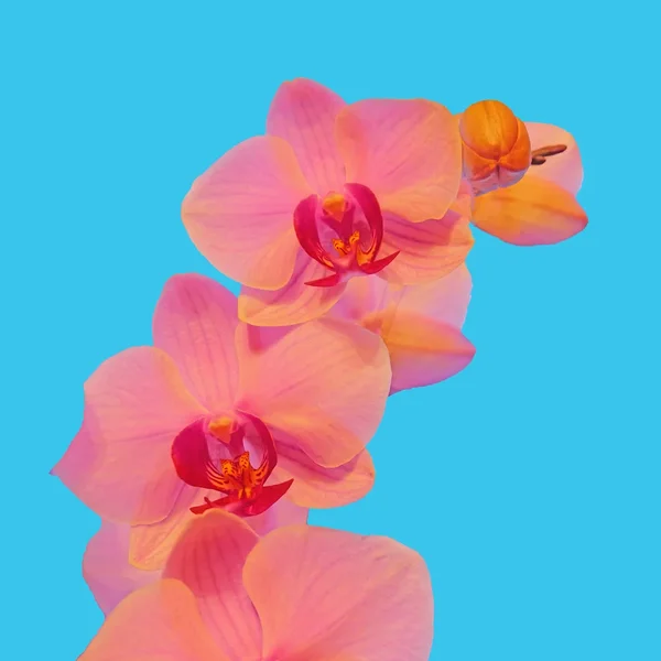 OrchideenROSAaufBLAUSL3Si50mm1,2QUADRATFINFINFIN.webp