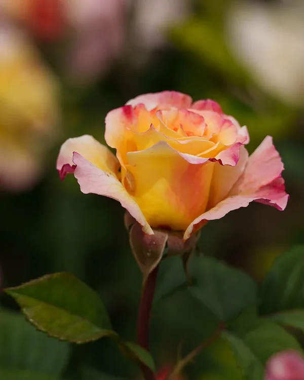 ci_A7406013.webp
