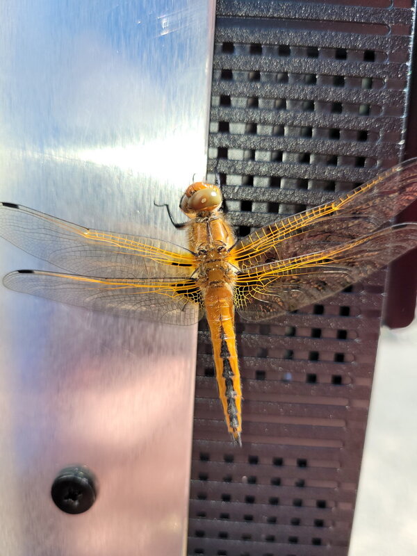 25-05-24 15-55_IMG_0003.jpg