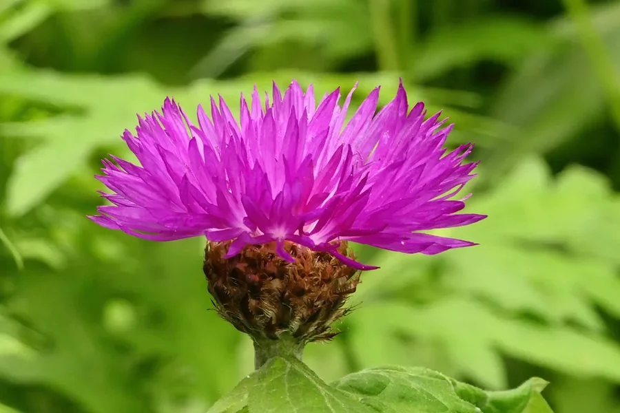 DistelRotSeitlichV5.webp