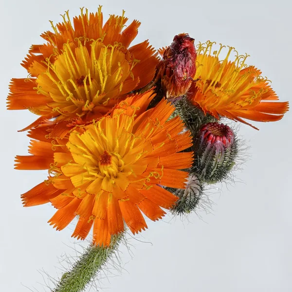 006a Orangerotes Habichtskraut 80 DSC_4986.webp 006a Orangerotes Habichtskraut 80 DSC_4986.webp