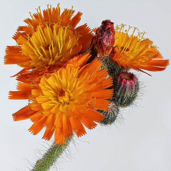 006a Orangerotes Habichtskraut  80 DSC_4986.jpg