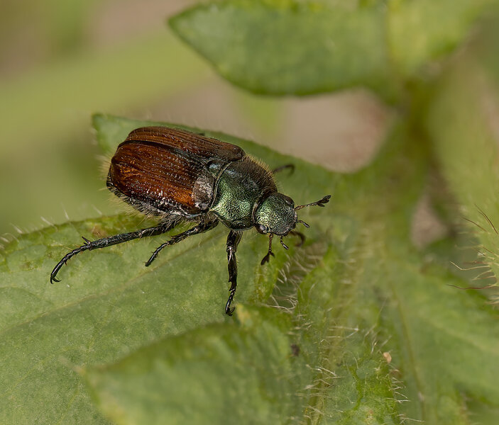 Gartenlaubkäfer.jpg