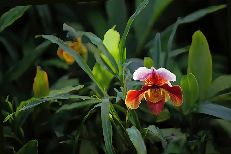 OrchideeFrauenschuhSOLODschungelSL3Si501,2.webp
