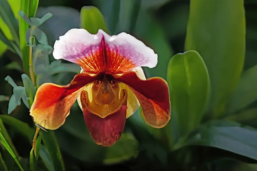 OrchideeFrauenschuhSOLODschungelSL3Si501,2AUSSCHNITT.jpg