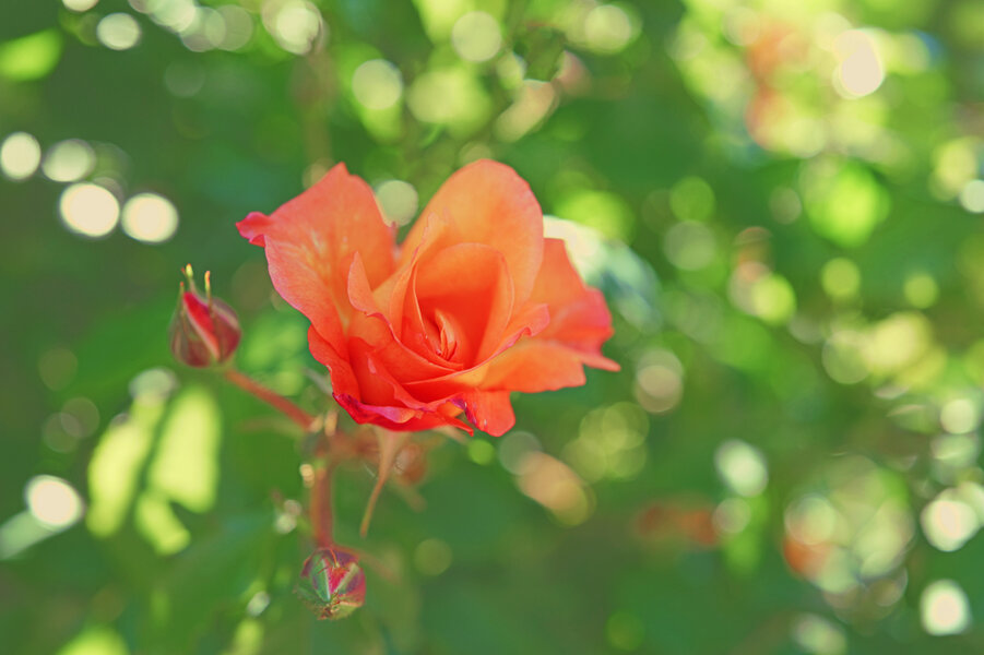 RoseOrangeknospigHGrundweichSL3Si501,2FINFINFIN.jpg