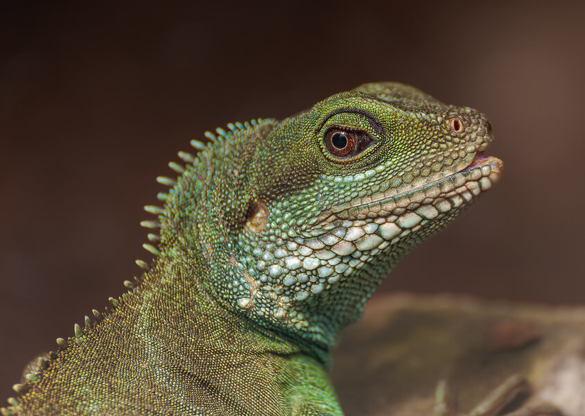 Leguan-2.jpg