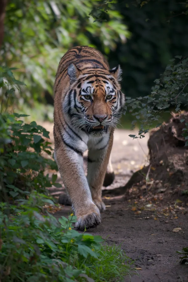 Tiger.webp
