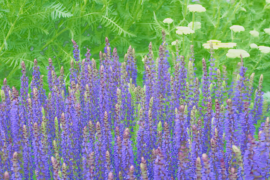 BlaueKerzenblumenmgrünenPflanzenHGEINSV5.jpg