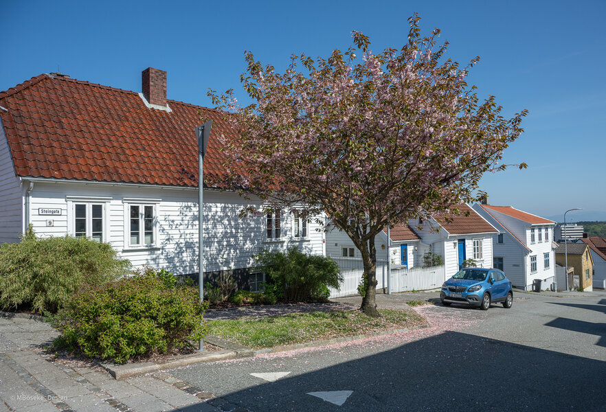 NZ8_2439a.jpg