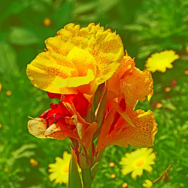 IndischesBlumenrohrGROSSQUADRATLeicaV5.jpg