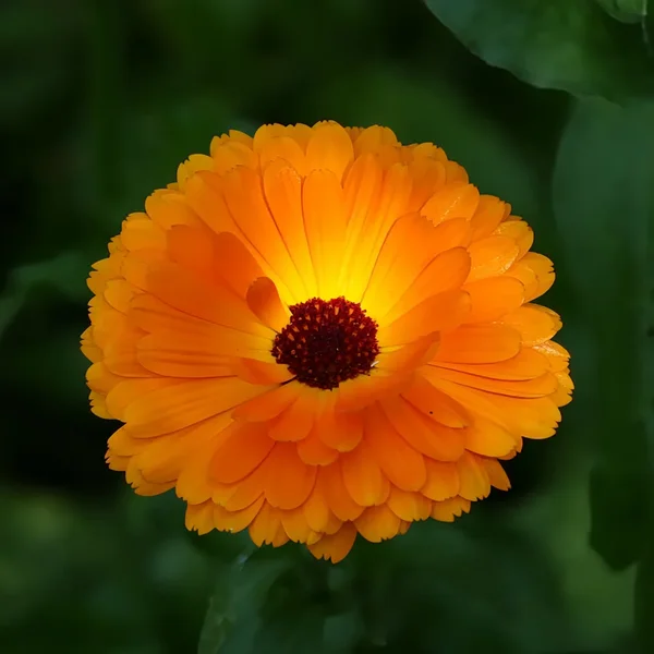 BlumeOrangemUmfeldBlätternV5QUADRAT.webp
