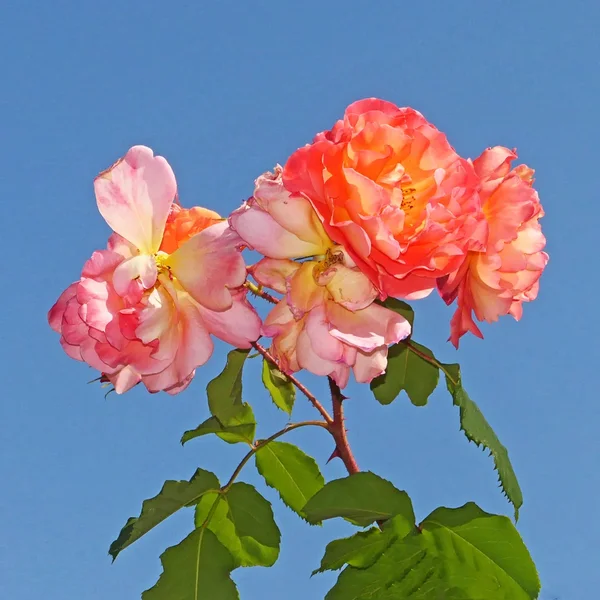 RosengruppeRoSAgegenblauenHimmelWabisabiV5QUADRAT.webp