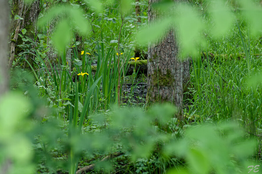 IMGP4991_DxO.jpg