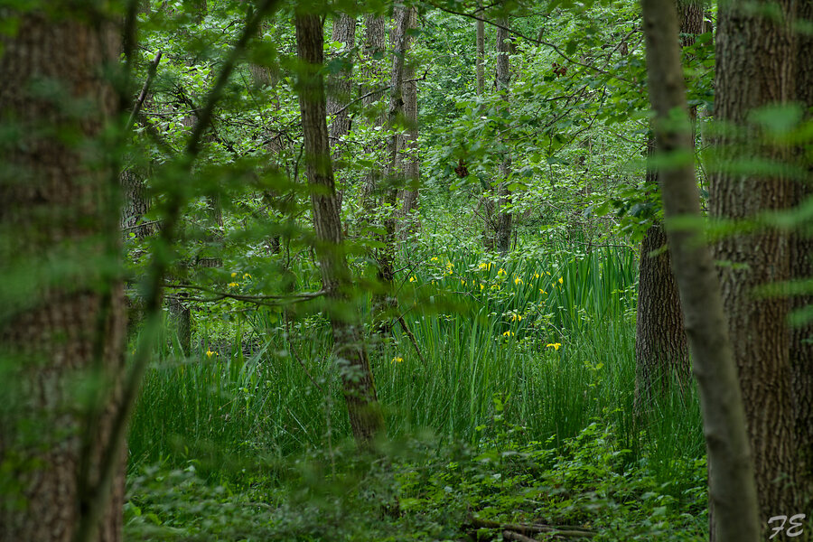 IMGP5004_DxO.jpg