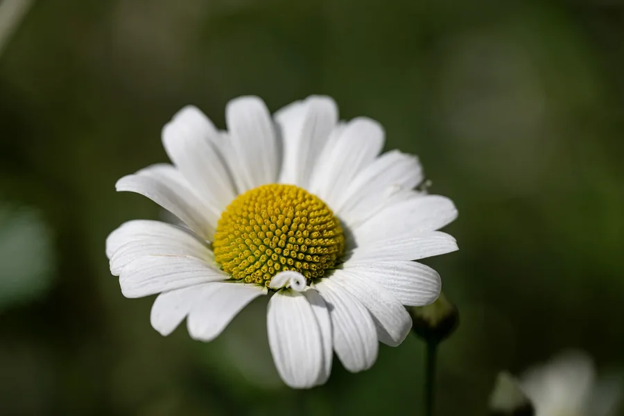 _HZ94863.webp