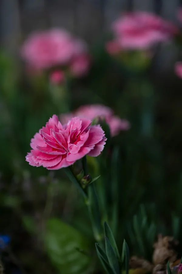 _HZ94909.webp