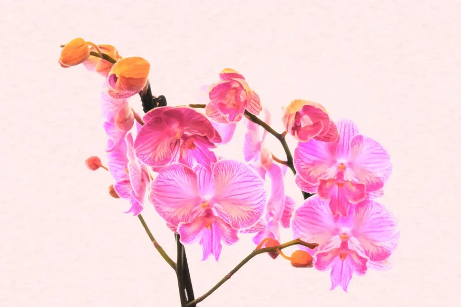 OrchdeenROSAgelbeKnospenZweigSL3Si105MacaufROSAARTWORK.webp