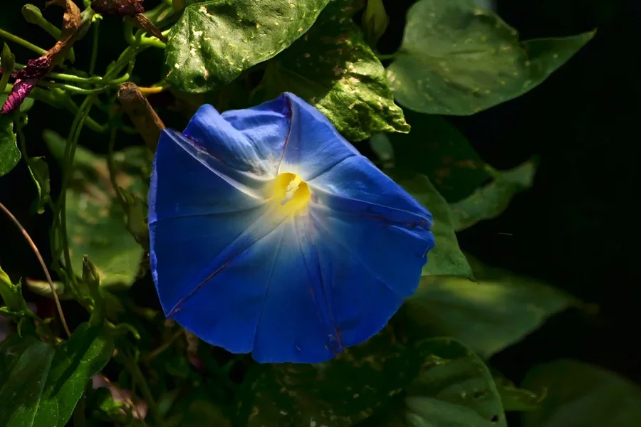 BlaueBlumeSOLODUNKELLEUCHTENDmUMFELDV5FINFINFINOPTIMAL.jpg