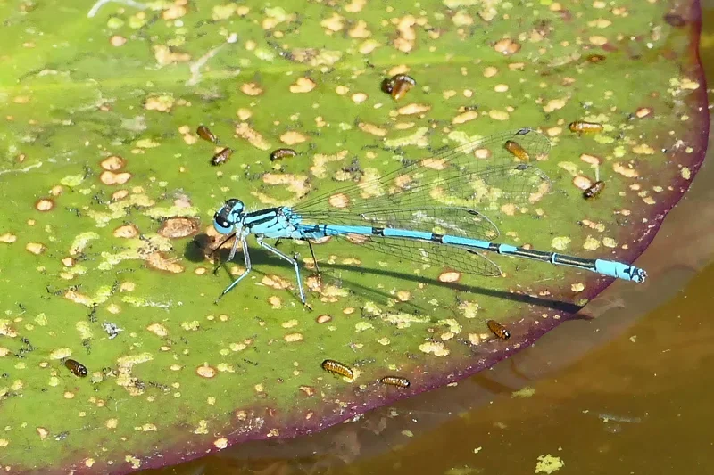 LibelleBlauaufBlattNUMMERZWOV5EXTREMCROPL1011538.webp