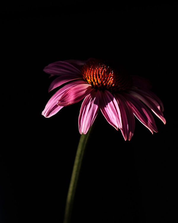 ci_A7408385.jpg