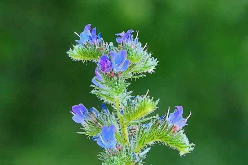 StrauchBlaueBlütenTeilV5L1012029.webp