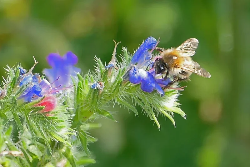 StrauchBlaueBlütenmFliegeL1012039AusschnittFINFINFIN.webp