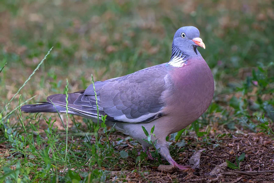 Ringeltaube DSC_7678.webp